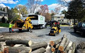 Best Stump Grinding and Removal  in Thousand Palms, CA