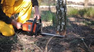 Best Emergency Tree Removal  in Thousand Palms, CA