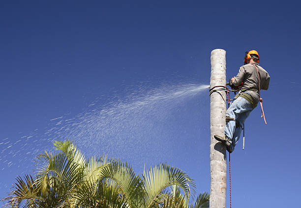 Best Root Management and Removal  in Thousand Palms, CA