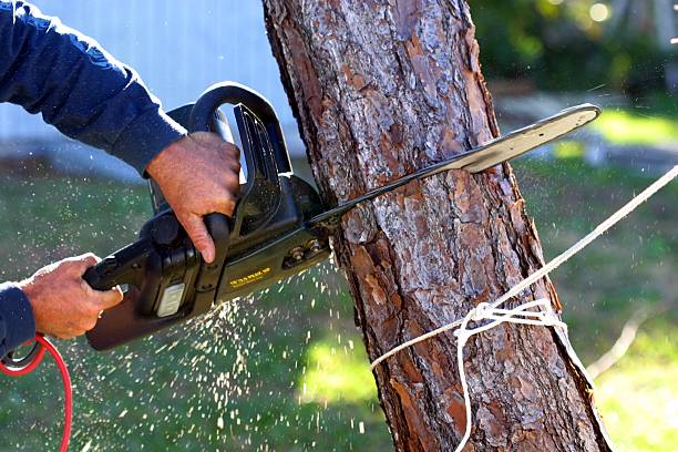 Best Tree Risk Assessment  in Thousand Palms, CA