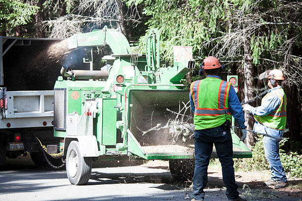 Best Storm Damage Tree Cleanup  in Thousand Palms, CA