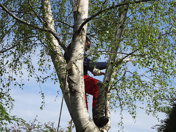 Best Seasonal Cleanup (Spring/Fall)  in Thousand Palms, CA