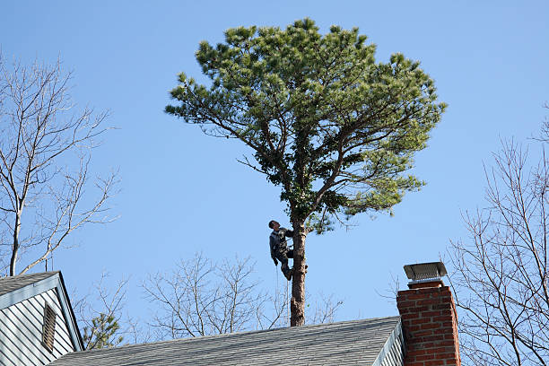 Best Utility Line Clearance  in Thousand Palms, CA